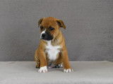 6 chiots mâles Staffordshire Bull Terrier LOF d’un mois à réserver