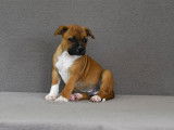 6 chiots mâles Staffordshire Bull Terrier LOF d’un mois à réserver