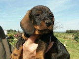 3 chiots Teckels Standards sangliers LOF de 2 mois à vendre