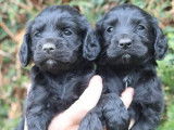 &Agrave; r&eacute;server : 2 chiots femelles Cocker Anglais noirs LOF