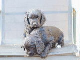 &Agrave; r&eacute;server : 2 chiots femelles Cocker Anglais noirs LOF