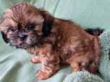 À vendre : 2 chiots mâles marron Shih Tzu LOF