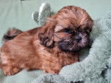 À vendre : 2 chiots mâles marron Shih Tzu LOF