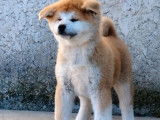 À vendre : 1 chiot femelle Akita Inu rousse LOF, de janvier 2024
