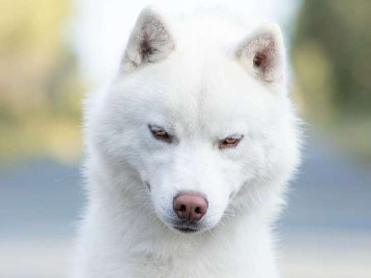 Un chien Husky Sibérien LOF, de septembre 2021, à vendre