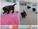 8 chiots Labradors chocolat LOF, de mars 2024, à vendre