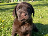 &Agrave; r&eacute;server : 3 chiots Labradors LOF chocolat de mars 2024