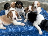 Epagneul breton chiots