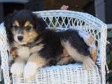 3 chiots mâles Bergers Américains Miniatures LOF, à vendre