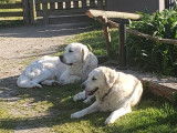 1 chiot male Golden Retrievers LOF, 3 mois