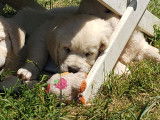 1 chiot male Golden Retrievers LOF, 3 mois