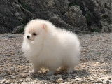 À vendre : chiot femelle Spitz Nain Pomeranian LOF, âgé de 4 mois