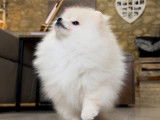 À vendre : chiot femelle Spitz Nain Pomeranian LOF, âgé de 4 mois