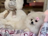 À vendre : chiot femelle Spitz Nain Pomeranian LOF, âgé de 4 mois