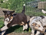 &Agrave; vendre : chiot femelle tricolore Border Collie LOF, de f&eacute;vrier 2024