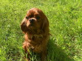 Jolie femelle Cavalier King Charles LOF ruby à vendre