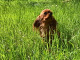 Jolie femelle Cavalier King Charles LOF ruby à vendre