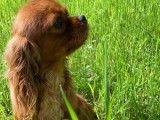 Jolie femelle Cavalier King Charles LOF ruby à vendre