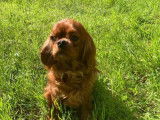 Jolie femelle Cavalier King Charles LOF ruby à vendre