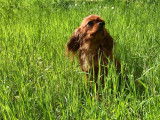 Jolie femelle Cavalier King Charles LOF ruby à vendre