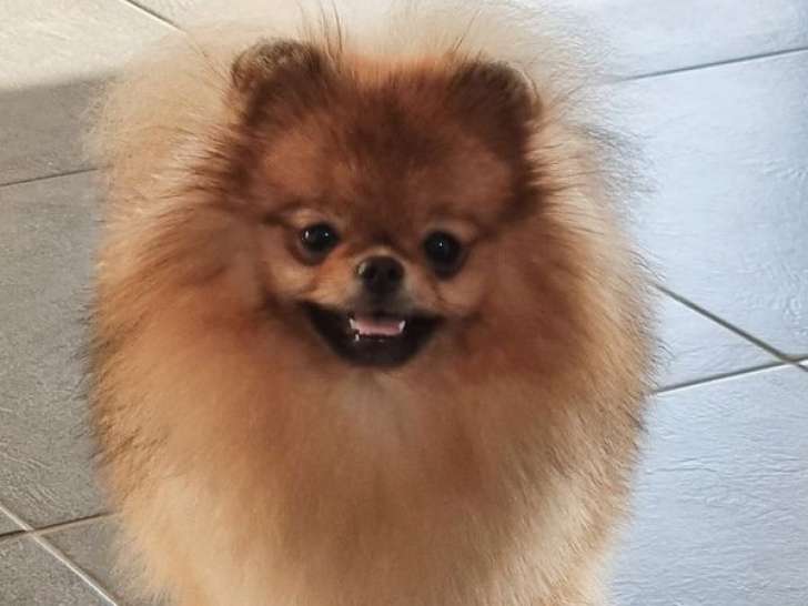 À vendre : 1 chienne Spitz Nain Pomeranian LOF, âgée d’un an