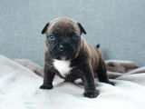 femelle American Bully Micro Robe : Choco Brindle