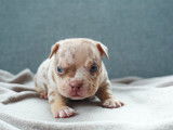 Femelle American Bully Micro Robe : Trico Merle