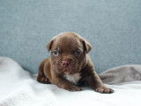 Male American Bully Micro Robe : Choco