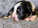À réserver : 8 chiots Bergers Australiens LOF, d'avril 2024