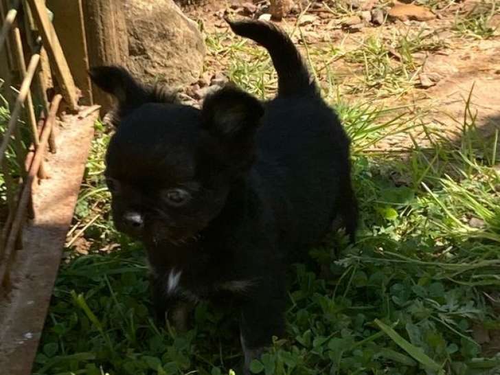 À réserver : 1 chiot mâle Chihuahua LOF noir et feu