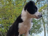 Un chiot mâle Border Collie LOF, de février 2024, à vendre