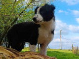 Un chiot mâle Border Collie LOF, de février 2024, à vendre