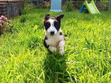Un chiot mâle Border Collie LOF, de février 2024, à vendre