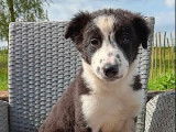 Un chiot mâle Border Collie LOF, de février 2024, à vendre