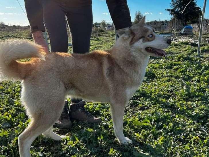 Une chienne Husky de Sibérie LOF, de novembre 2022, à vendre