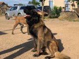 8 chiots Berger Belge Tervueren LOF à vendre