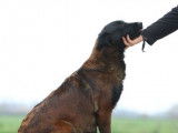 8 chiots Berger Belge Tervueren LOF à vendre