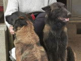 8 chiots Berger Belge Tervueren LOF à vendre