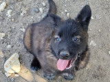 8 chiots Berger Belge Tervueren LOF à vendre