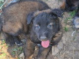 8 chiots Berger Belge Tervueren LOF à vendre