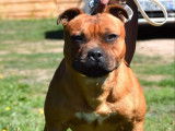 À saillir : chien Staffordshire Bull Terrier rouge charbonné LOF
