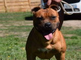 À saillir : chien Staffordshire Bull Terrier rouge charbonné LOF