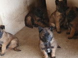 11 chiots Berger Belges Tervueren LOF à vendre