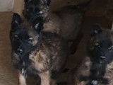 11 chiots Berger Belges Tervueren LOF à vendre