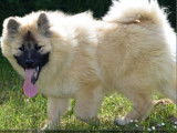À vendre : chiot Eurasier mâle LOF