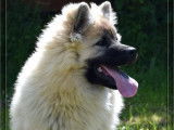 À vendre : chiot Eurasier mâle LOF