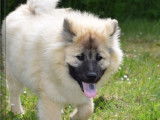 À vendre : chiot Eurasier mâle LOF