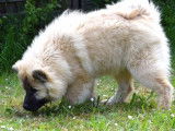 À vendre : chiot Eurasier mâle LOF