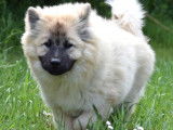 À vendre : chiot Eurasier mâle LOF