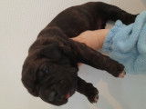 Chiot Cane Corso femelle LOF à vendre